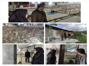 پايش ميداني واحدهاي مرغداري بابل براي راستيآزمايي جوجهريزي و تضمين توليد مرغ گوشتي ?