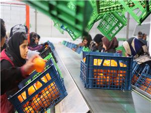 شکوفايي ظرفيتهاي بستهبندي در بابل/ از 81 هزار هکتار شاليزار تا 23 هزار هکتار باغ مرکبات