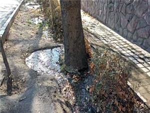 طبيعتدرماني زمستاني درختان در منطقه يک؛ يخآب جايگزين سموم شيميايي