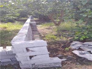 قلع و قمع 39 مورد تغيير کاربري اراضي کشاورزي قائم شهر