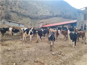 بيمهگري 38 هزار رأس دام در مازندران؛ ضامن امنيت سرمايهگذاري و توسعه دامپروري