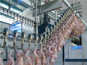 عرضه روزانه 17 هزار قطعه مرغ در جنوب آذربايجان شرقي