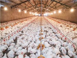 صدور بالغ بر 108 هزار مجوزهاي پرورش مرغ گوشتي و مادر در مازندران/ رشد پايدار جوجهريزي استان براي تامين کالاي اساسي