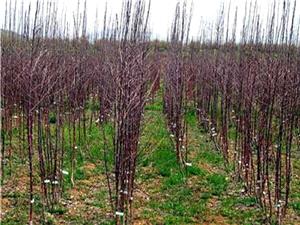 فعاليت 38 نهالستان در آذربايجان شرقي