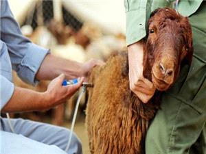 اجراي 6.7 ميليون نوبت واکسيناسيون دام در ايلام