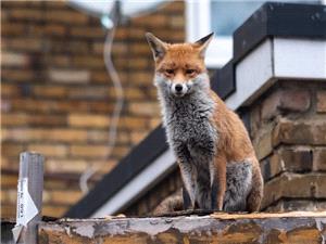 علت حضور روباهها در تهران + راهکار