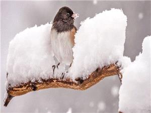 بارش برف و باران در غرب کشور