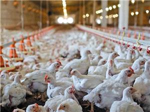 چرا قیمت مرغ کاهش پیدا کرد؟