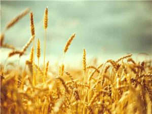 تا هفته آینده قیمت نهایی گندم مشخص و اعلام خواهد شد