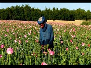هشدار سازمان ملل درباره افزایش کشتزارهای خشخاش در افغانستان