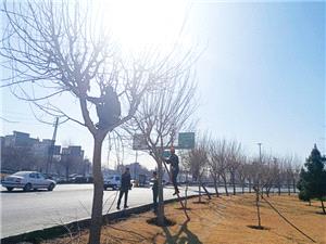 هرس بيش از 8 هزار اصله درخت در 6ماهه دوم سال در منطقه 20